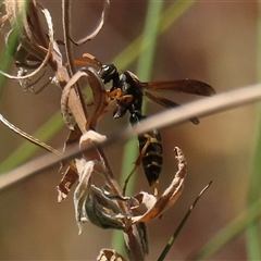 Polistes (Polistes) chinensis at Bonython, ACT - 4 Jan 2025