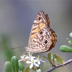 Geitoneura acantha (Ringed Xenica) at Mongarlowe, NSW - 1 Jan 2025 by LisaH