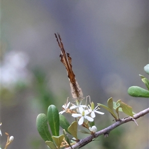 Geitoneura acantha at Mongarlowe, NSW - 1 Jan 2025