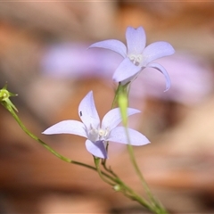 Wahlenbergia capillaris (Tufted Bluebell) at Bonython, ACT - 4 Jan 2025 by RodDeb