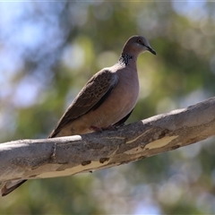 Spilopelia chinensis (Spotted Dove) at Bonython, ACT - 4 Jan 2025 by RodDeb