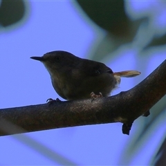 Sericornis frontalis (White-browed Scrubwren) at Bonython, ACT - 4 Jan 2025 by RodDeb