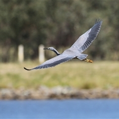 Egretta novaehollandiae (White-faced Heron) at Bonython, ACT - 4 Jan 2025 by RodDeb