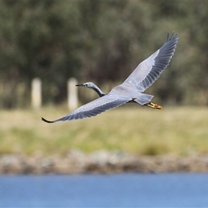 Egretta novaehollandiae at Bonython, ACT by RodDeb