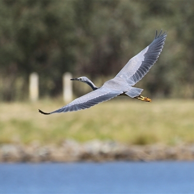 Egretta novaehollandiae at Bonython, ACT - 4 Jan 2025 by RodDeb