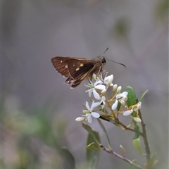 Timoconia flammeata (Bright Shield-skipper) at Mongarlowe, NSW - 1 Jan 2025 by LisaH