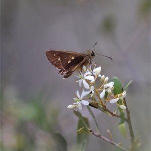 Timoconia flammeata (Bright Shield-skipper) at Mongarlowe, NSW by LisaH