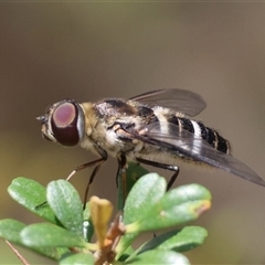 Villa sp. (genus) (Unidentified Villa bee fly) at Mongarlowe, NSW - 1 Jan 2025 by LisaH