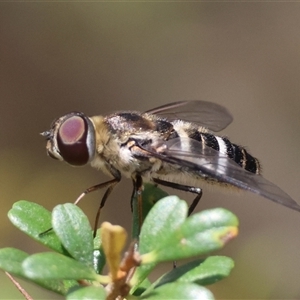 Villa sp. (genus) (Unidentified Villa bee fly) at Mongarlowe, NSW by LisaH