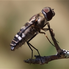 Villa sp. (genus) at Mongarlowe, NSW - suppressed