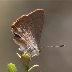 Paralucia pyrodiscus (Fiery Copper) at Mongarlowe, NSW - 1 Jan 2025 by LisaH