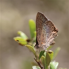 Paralucia pyrodiscus at Mongarlowe, NSW - suppressed