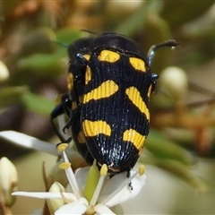 Castiarina australasiae (A jewel beetle) at Mongarlowe, NSW - 1 Jan 2025 by LisaH