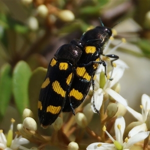 Castiarina australasiae at Mongarlowe, NSW - 1 Jan 2025 04:05 PM