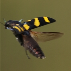 Castiarina australasiae at Mongarlowe, NSW - 1 Jan 2025 04:05 PM