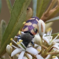 Castiarina sp. (genus) (Unidentified Castiarina jewel beetle) at Mongarlowe, NSW - 1 Jan 2025 by LisaH