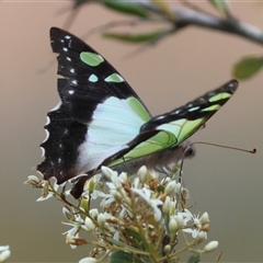 Graphium macleayanum (Macleay's Swallowtail) at Mongarlowe, NSW - 1 Jan 2025 by LisaH