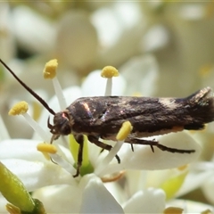 Eretmocera coracopis (A Scythrid moth (Scythrididae) at Hughes, ACT - 4 Jan 2025 by LisaH