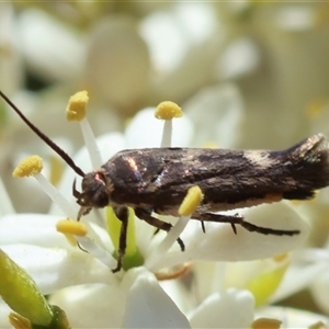 Eretmocera coracopis (A Scythrid moth (Scythrididae) at Hughes, ACT by LisaH