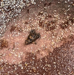 Crinia sp. (genus) (A froglet) at Gordon, ACT - 2 Jan 2025 by GG