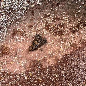 Crinia sp. (genus) (A froglet) at Gordon, ACT by GG