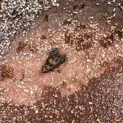 Crinia sp. (genus) (A froglet) at Gordon, ACT - 2 Jan 2025 by GG