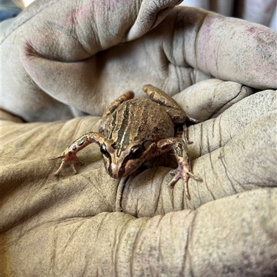 Limnodynastes peronii (Brown-striped Frog) at Gordon, ACT - 3 Jan 2025 by GG