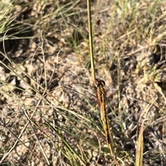 Diplacodes bipunctata (Wandering Percher) at Bonython, ACT - 4 Jan 2025 by GG