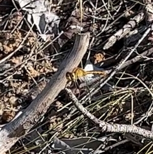 Diplacodes bipunctata at Bonython, ACT - 4 Jan 2025