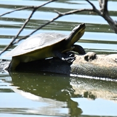 Emydura macquarii (Macquarie Turtle) at Belconnen, ACT - 4 Jan 2025 by Thurstan