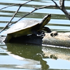 Emydura macquarii (Macquarie Turtle) at Belconnen, ACT - 3 Jan 2025 by Thurstan