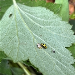 Illeis galbula (Fungus-eating Ladybird) at Gordon, ACT - 2 Jan 2025 by GG