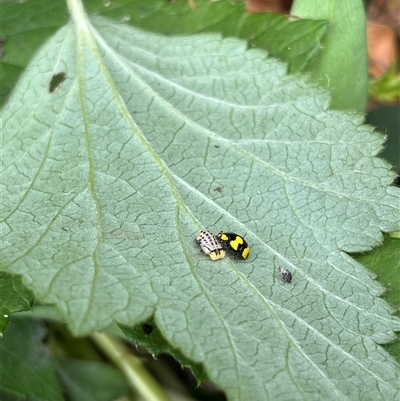 Illeis galbula (Fungus-eating Ladybird) at Gordon, ACT - 2 Jan 2025 by GG