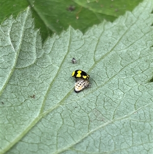 Illeis galbula at Gordon, ACT - 2 Jan 2025 01:07 PM