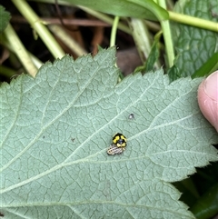 Illeis galbula at Gordon, ACT - 2 Jan 2025 01:07 PM