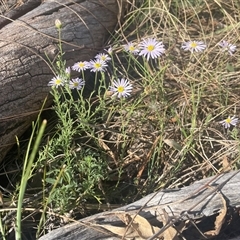 Brachyscome rigidula (Hairy Cut-leaf Daisy) at Hackett, ACT - 4 Jan 2025 by Clarel