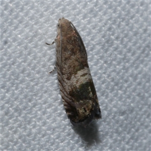 Grapholita zapyrana at Freshwater Creek, VIC - 24 Apr 2020 09:02 PM