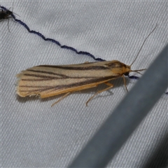 Phaeophlebosia furcifera (Forked Footman) at Freshwater Creek, VIC - 24 Apr 2020 by WendyEM