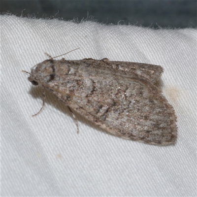 Uraba lugens (Gumleaf Skeletonizer) at Freshwater Creek, VIC - 24 Apr 2020 by WendyEM