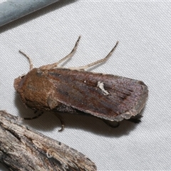 Proteuxoa bistrigula (An Owlet Moth) at Freshwater Creek, VIC - 24 Apr 2020 by WendyEM