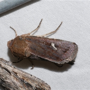 Proteuxoa bistrigula at Freshwater Creek, VIC - 24 Apr 2020