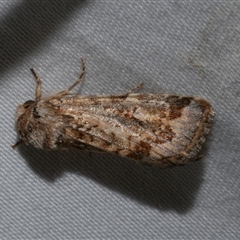 Proteuxoa florescens (owlet moth) at Freshwater Creek, VIC - 24 Apr 2020 by WendyEM