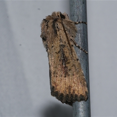 Leucania obumbrata (Lesser Armyworm) at Freshwater Creek, VIC - 24 Apr 2020 by WendyEM