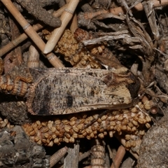 Agrotis porphyricollis (Variable Cutworm) at Freshwater Creek, VIC - 24 Apr 2020 by WendyEM