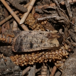 Agrotis porphyricollis at Freshwater Creek, VIC - 24 Apr 2020