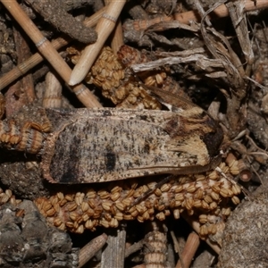 Agrotis porphyricollis at Freshwater Creek, VIC - 24 Apr 2020 10:40 PM