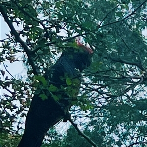 Callocephalon fimbriatum (Gang-gang Cockatoo) at Moss Vale, NSW by Birdybeck