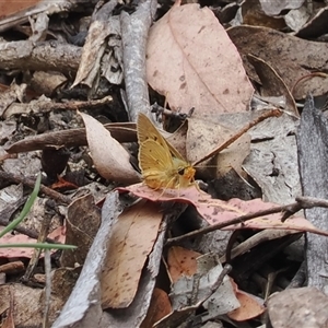 Trapezites eliena (Orange Ochre) at Tharwa, ACT by RAllen