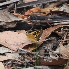 Trapezites eliena at Tharwa, ACT - 2 Jan 2025 11:48 AM