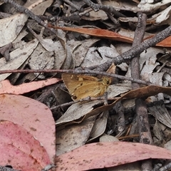 Trapezites eliena at Tharwa, ACT - 2 Jan 2025 11:48 AM